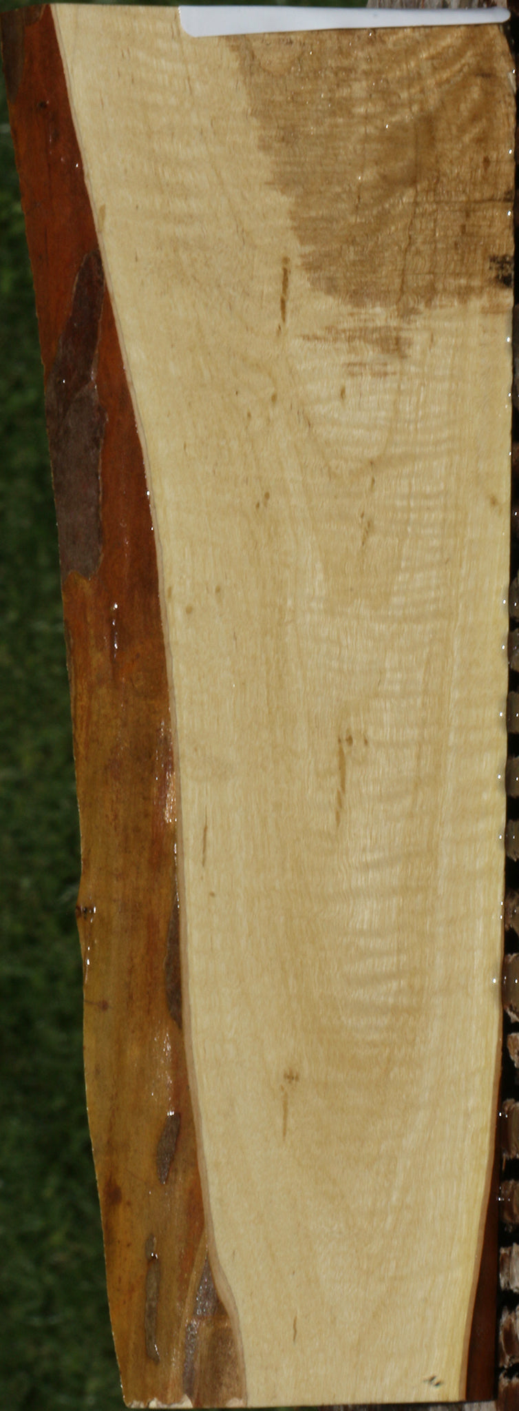 Extra Fancy Crepe Myrtle Live Edge Micro Lumber