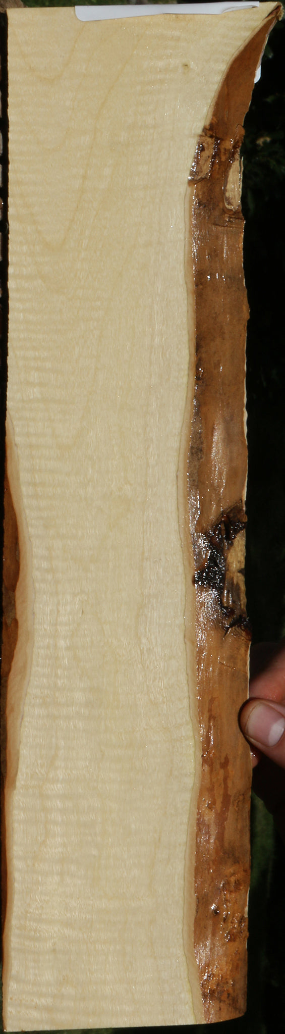 Exhibition Crepe Myrtle Live Edge Micro Lumber