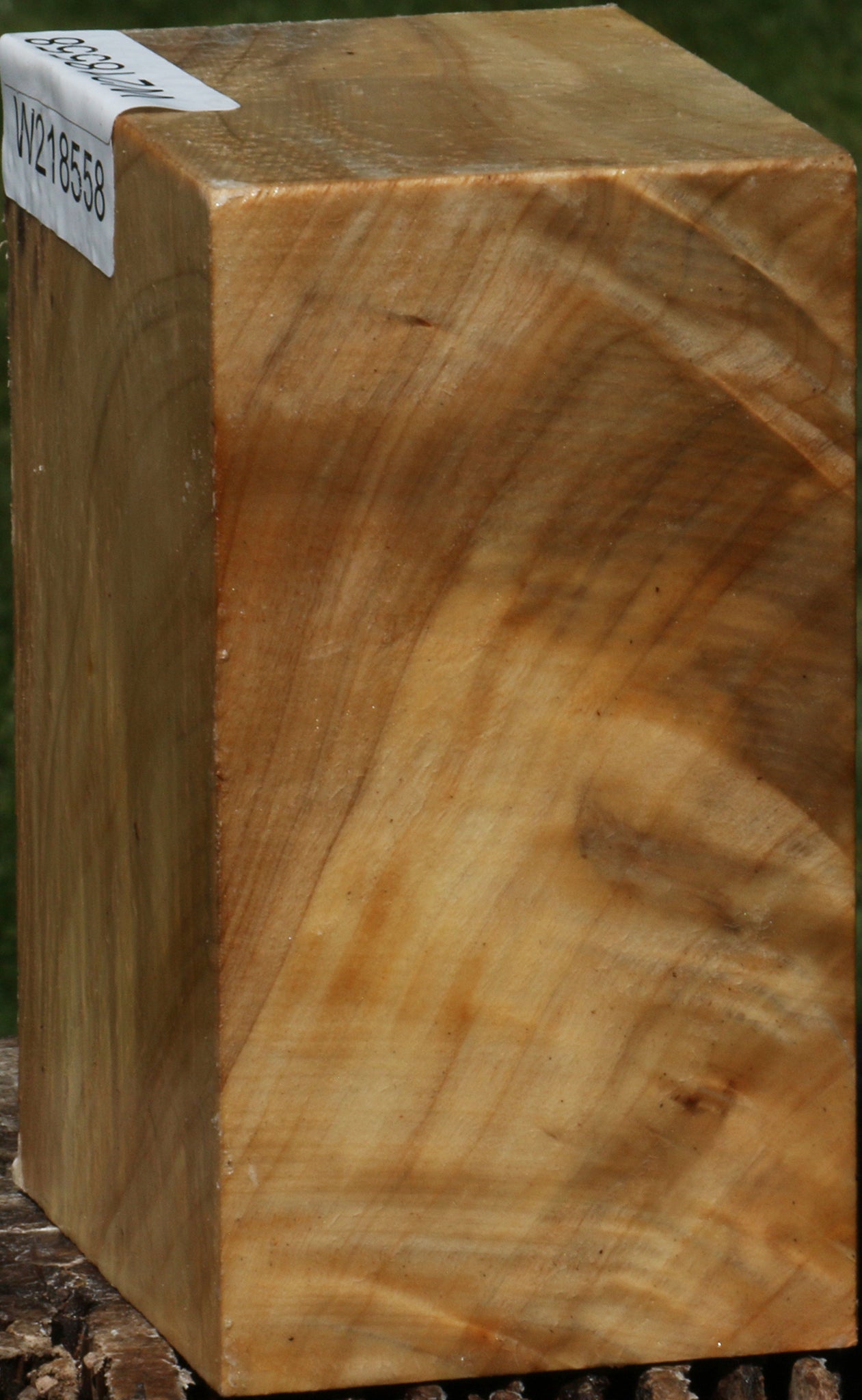 Black Cottonwood Turning Blank