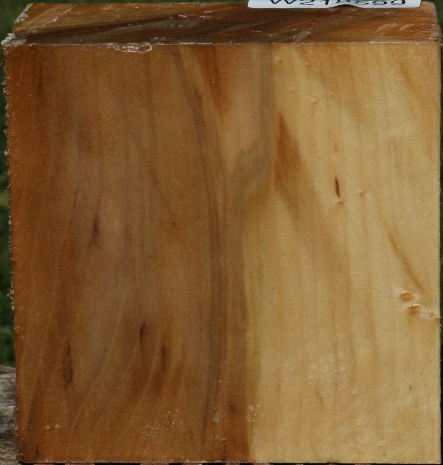 Black Cottonwood Bowl Blank