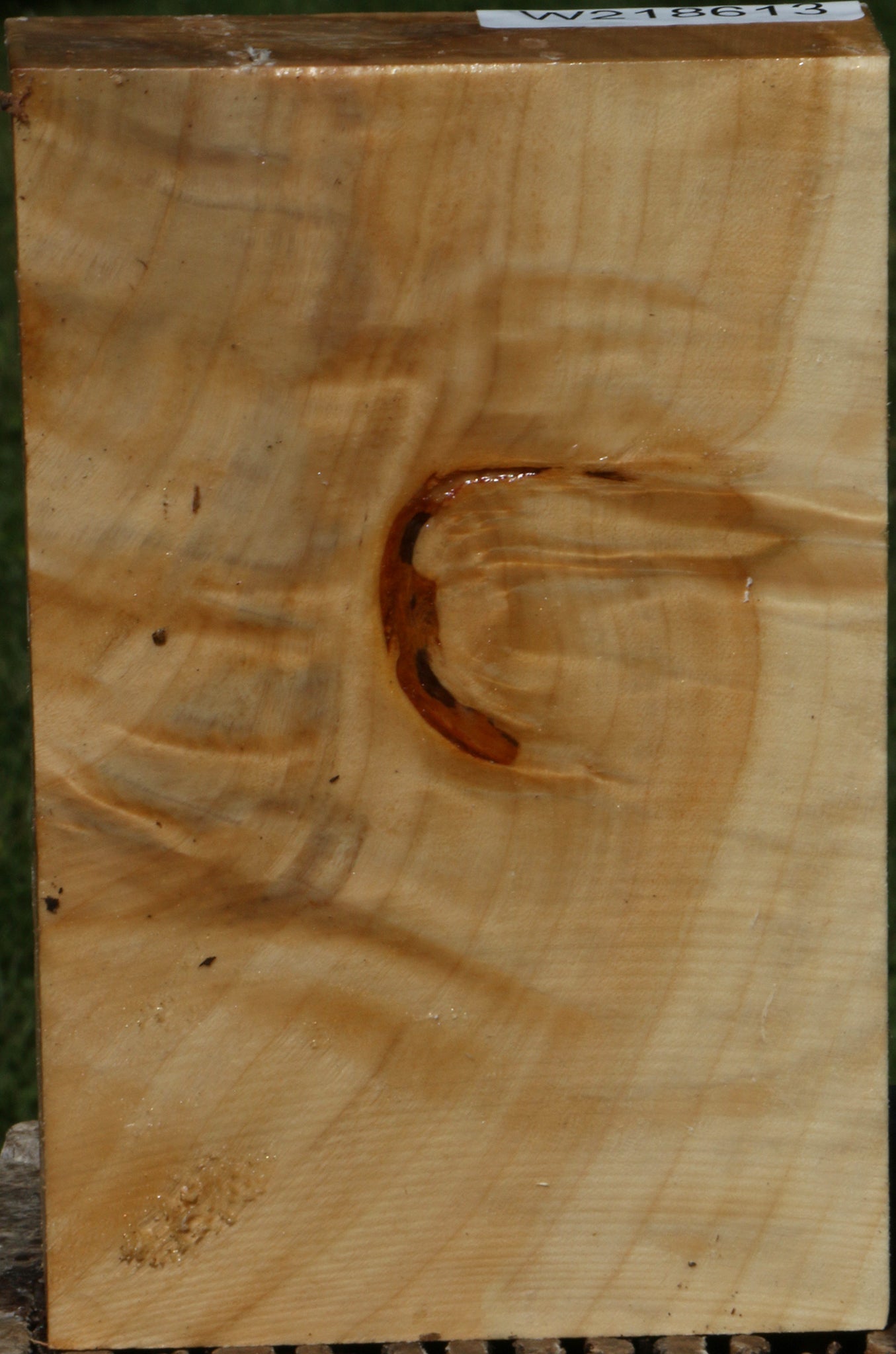 Extra Fancy Black Cottonwood Turning Blank