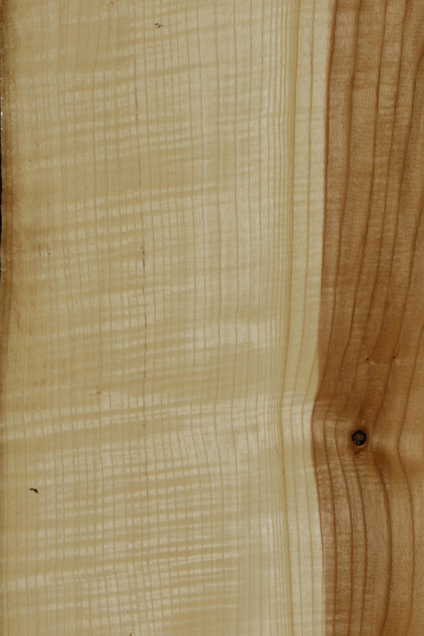 Extra Fancy Fiddleback French Ash Live Edge Lumber