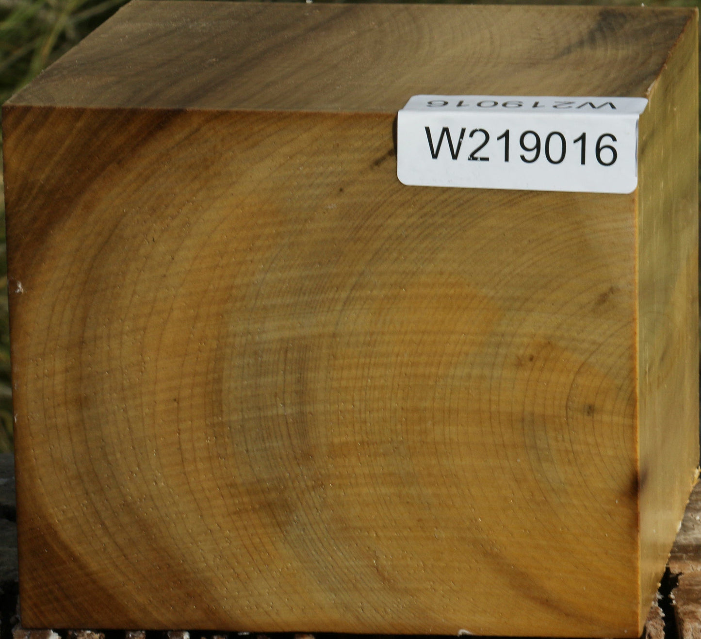 Figured Gold Myrtle Bowl Blank