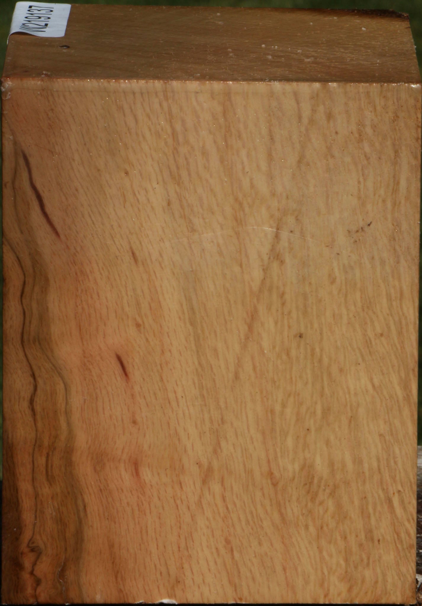 Cork Oak Turning Square