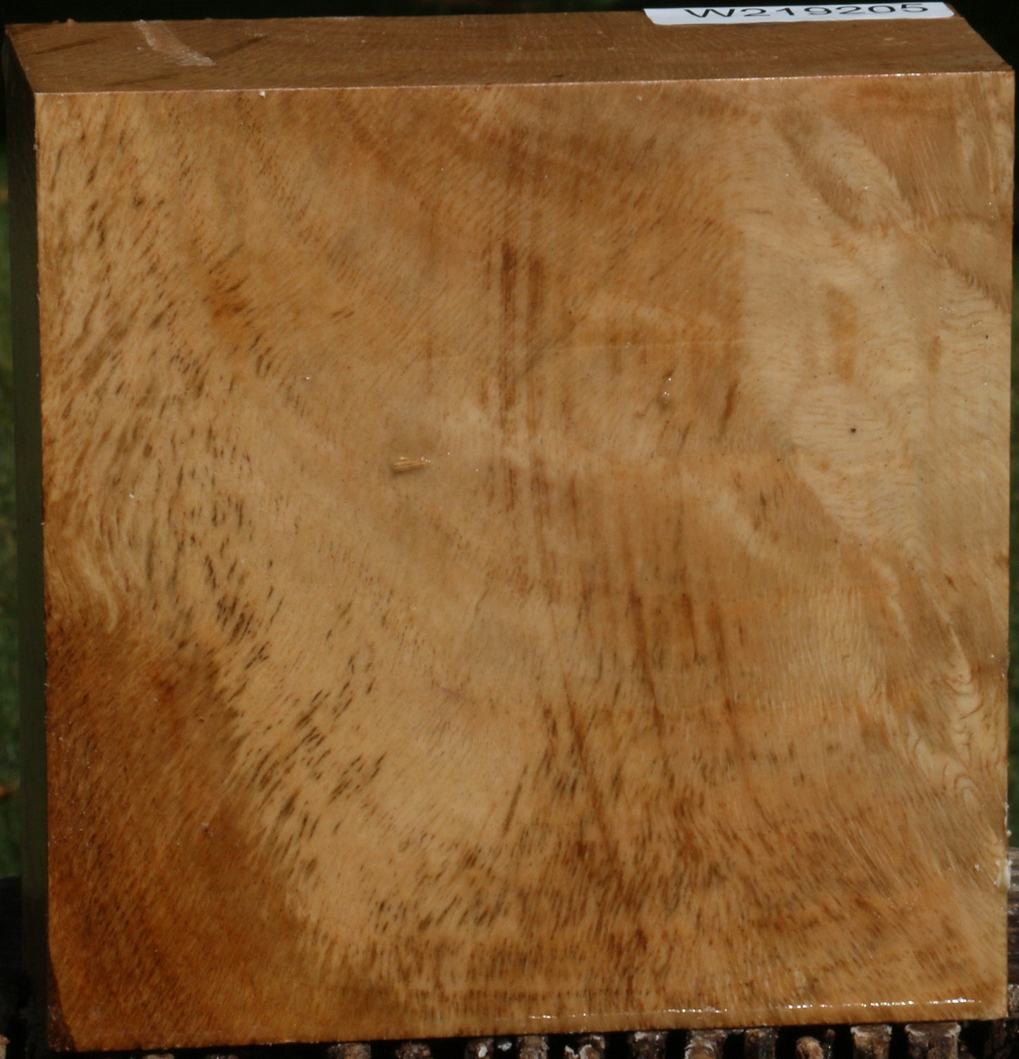 Figured Cork Oak Bowl Blank