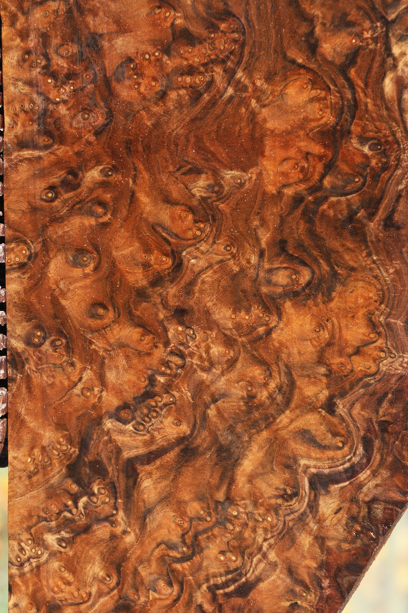 Claro Walnut Burl Lumber