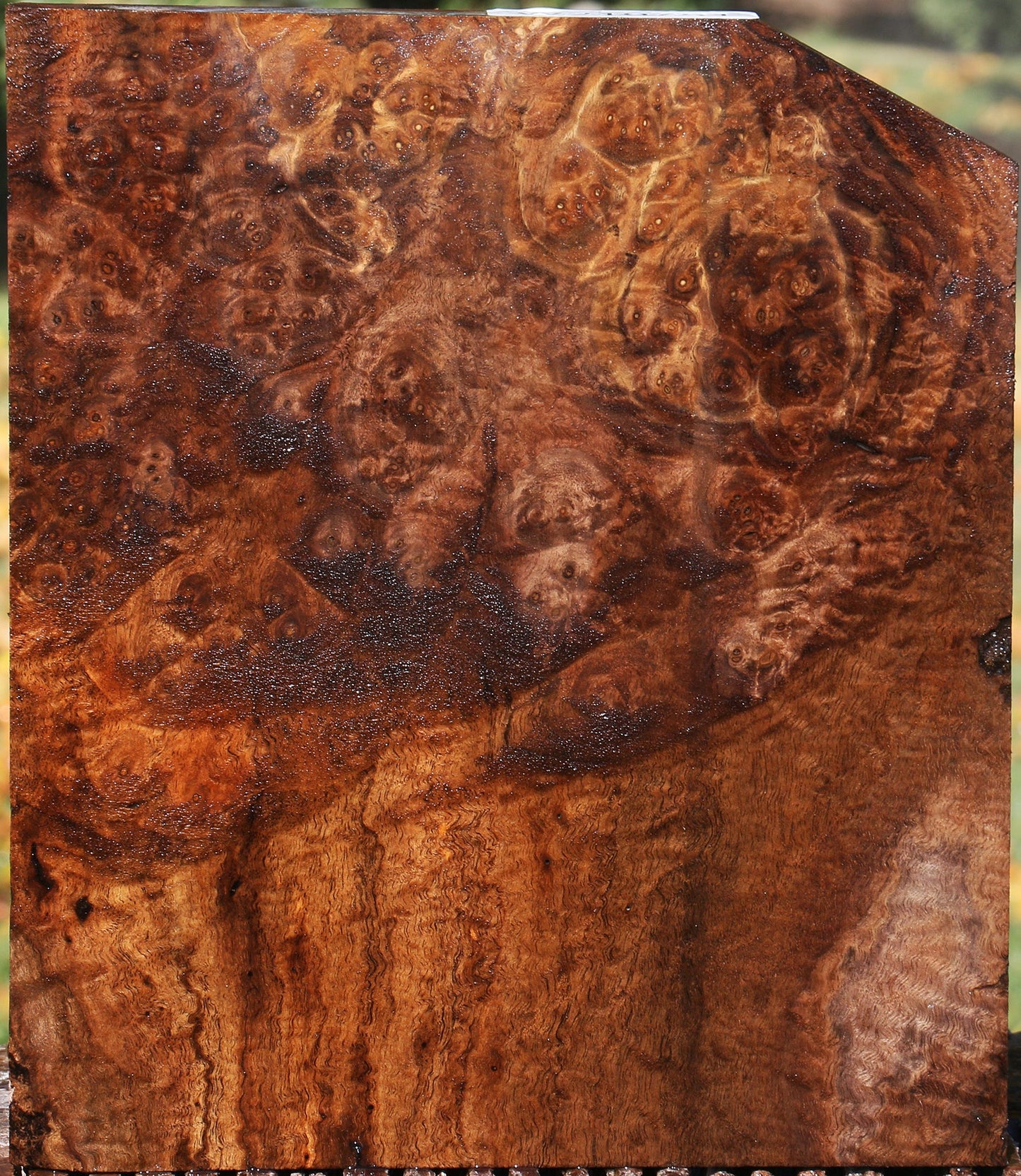 Claro Walnut Burl Lumber