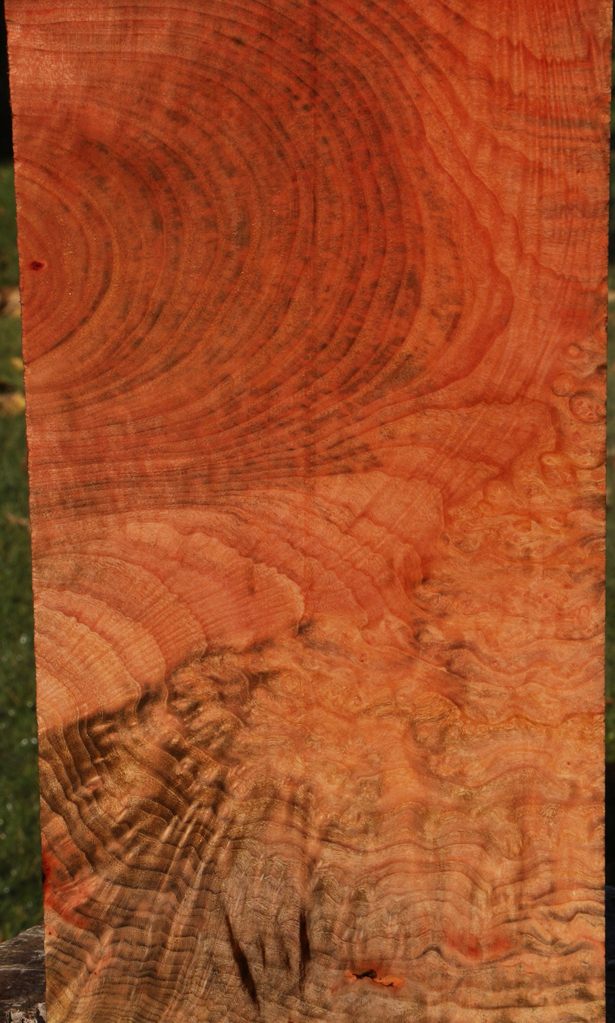Madrone Burl Lumber