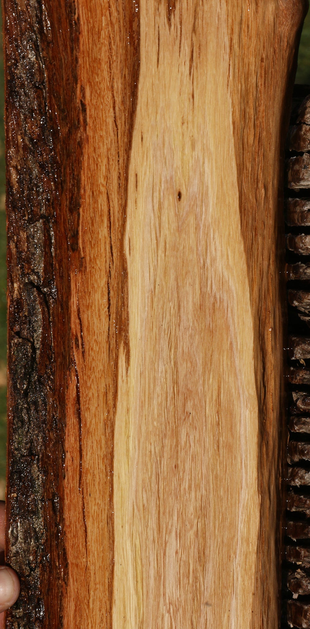 Beefwood Live Edge Lumber