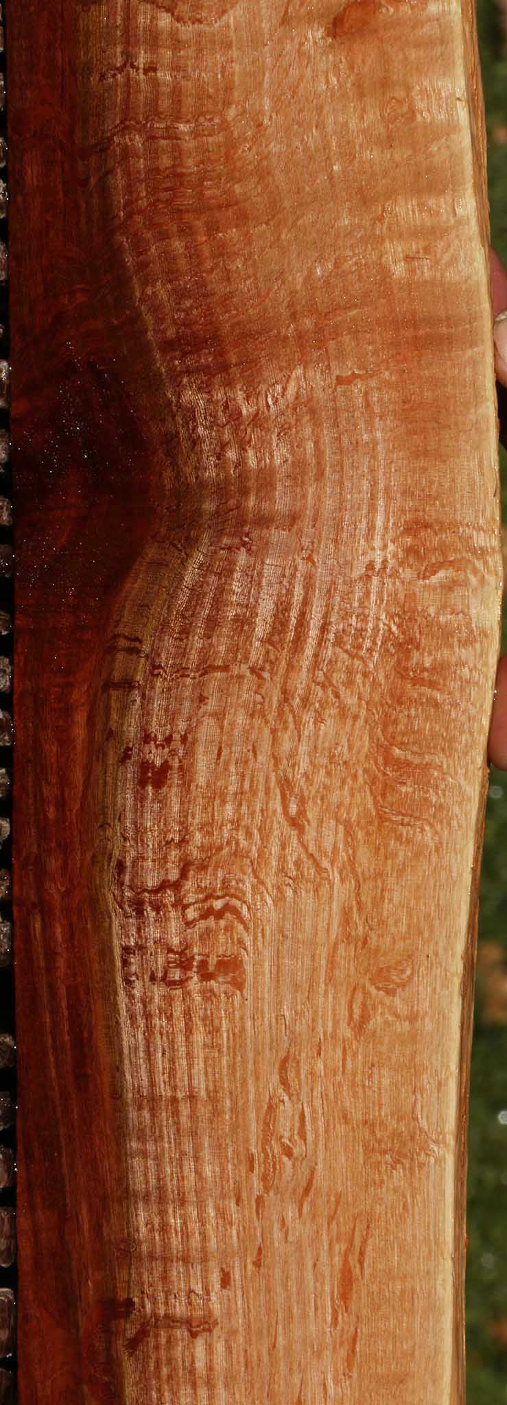Beefwood Live Edge Micro Lumber