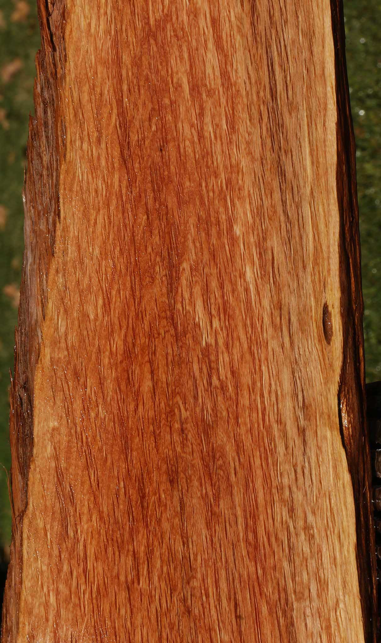 Beefwood Live Edge Micro Lumber