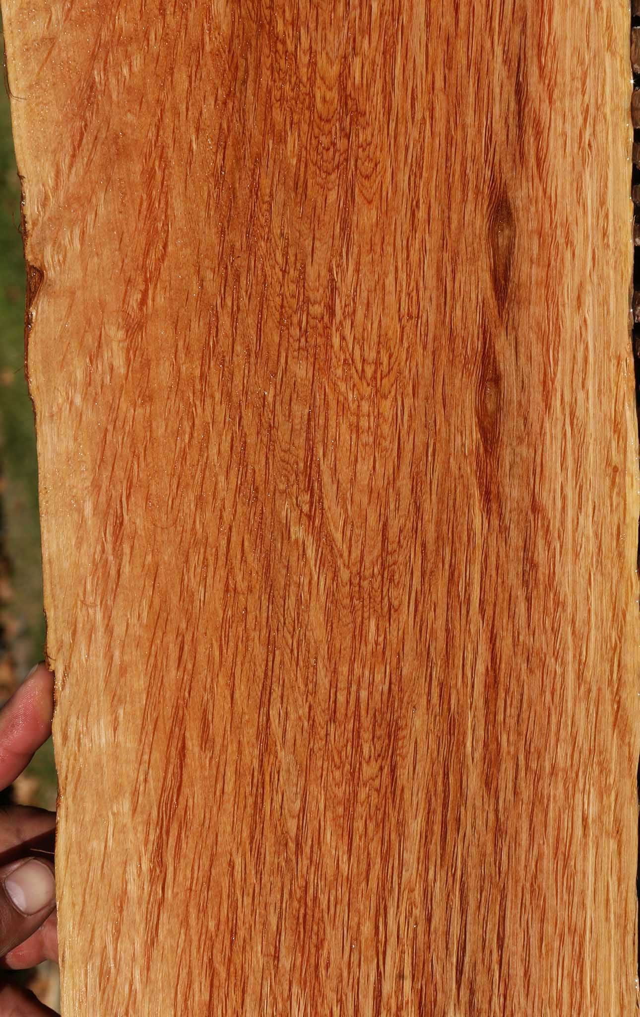 Beefwood Live Edge Micro Lumber