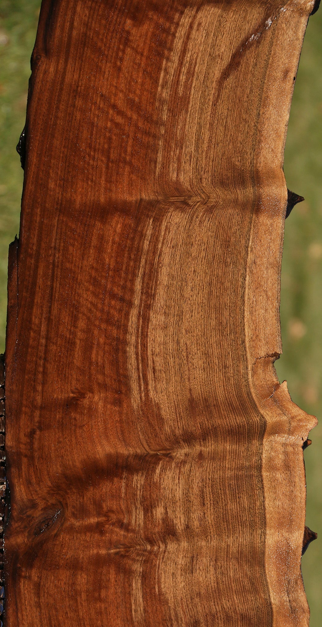 Claro Walnut Live Edge Slab