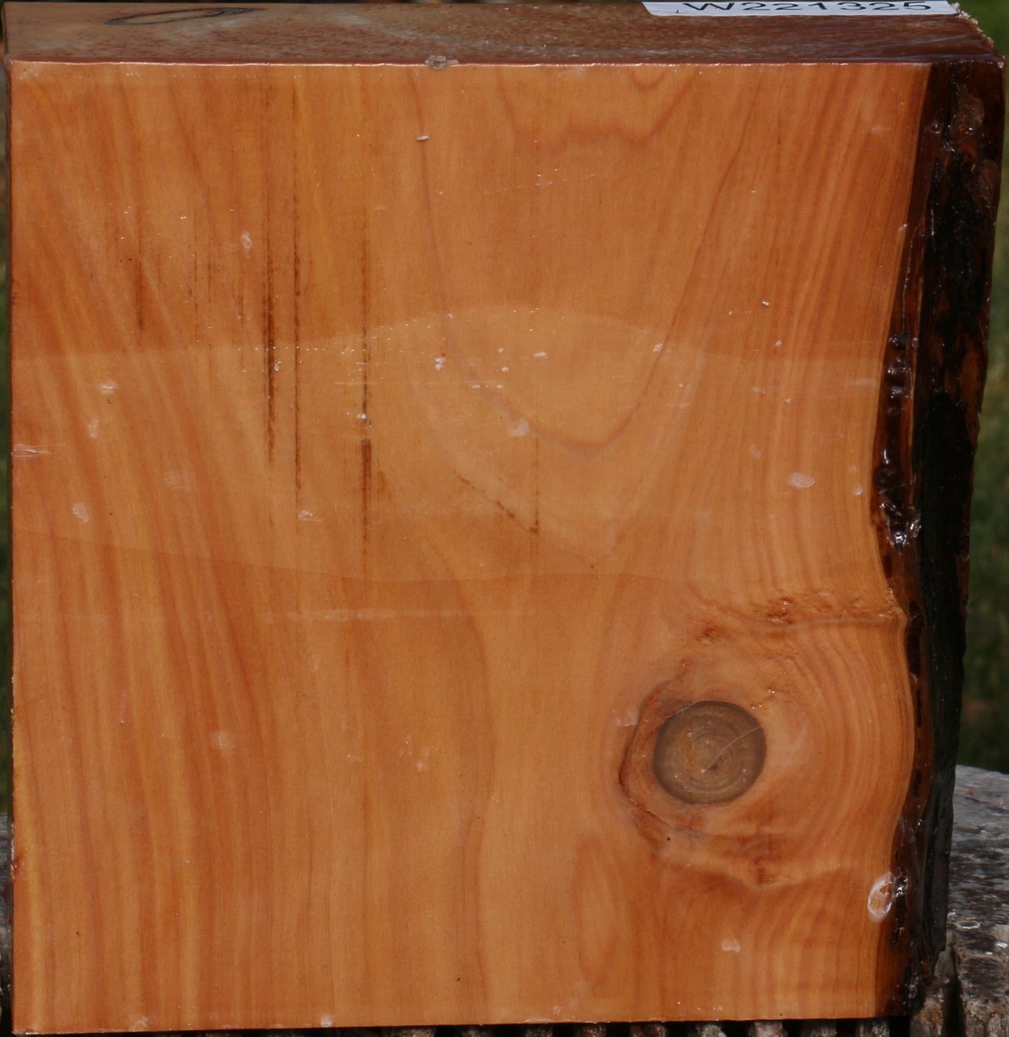 Figured Monterey Cypress Bowl Blank