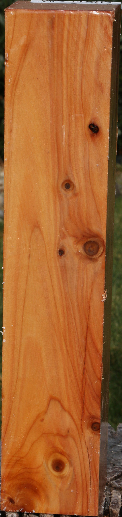 Monterey Cypress Peppermill