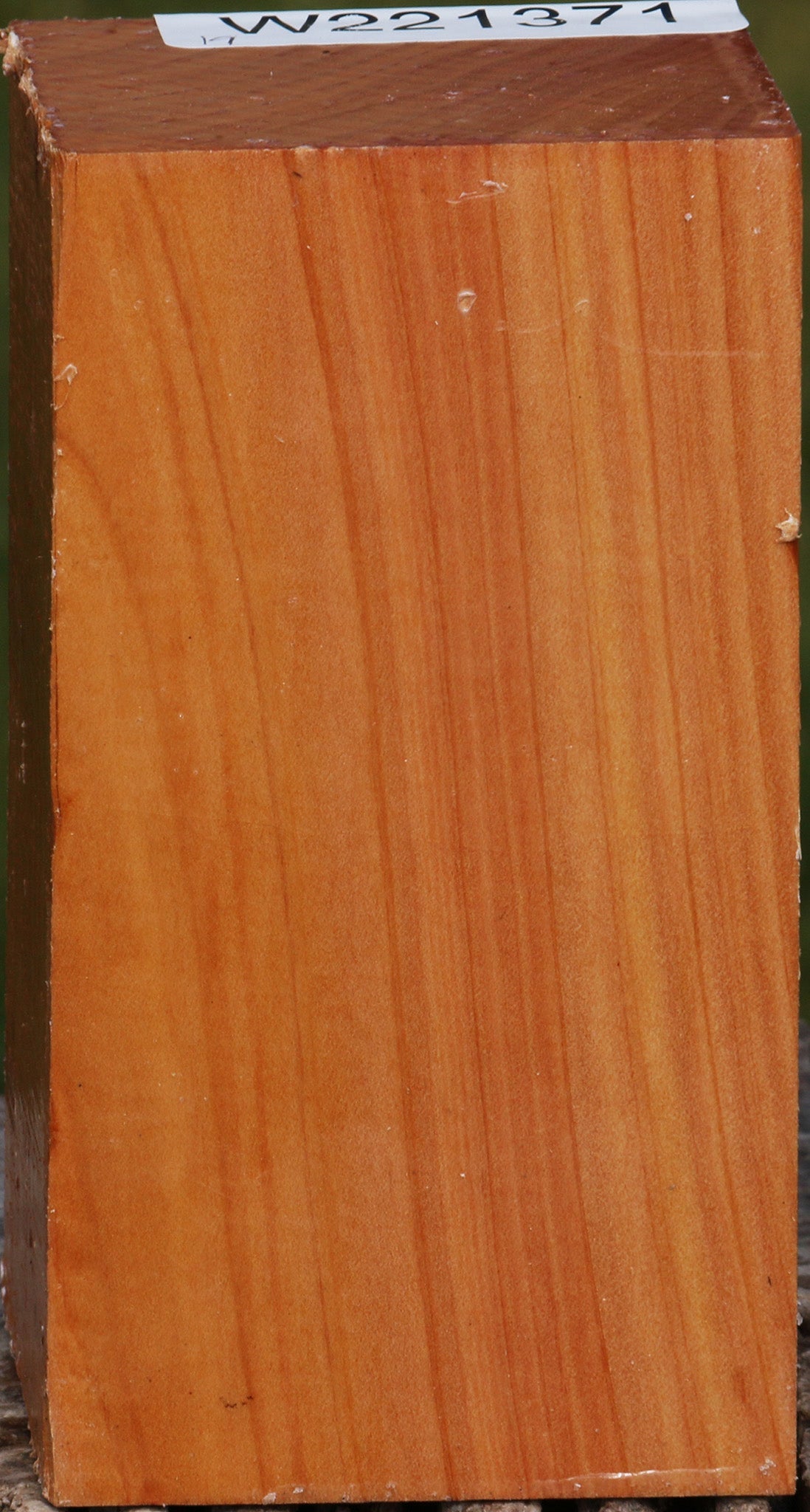 Monterey Cypress Turning Square