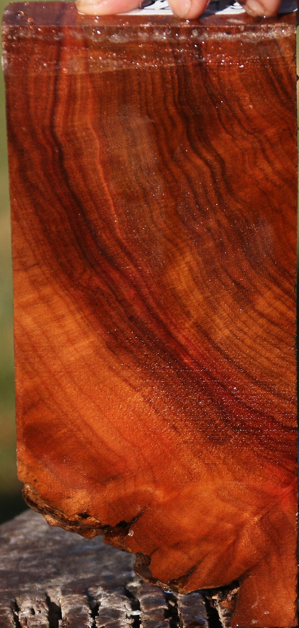 Camphor Burl Lumber