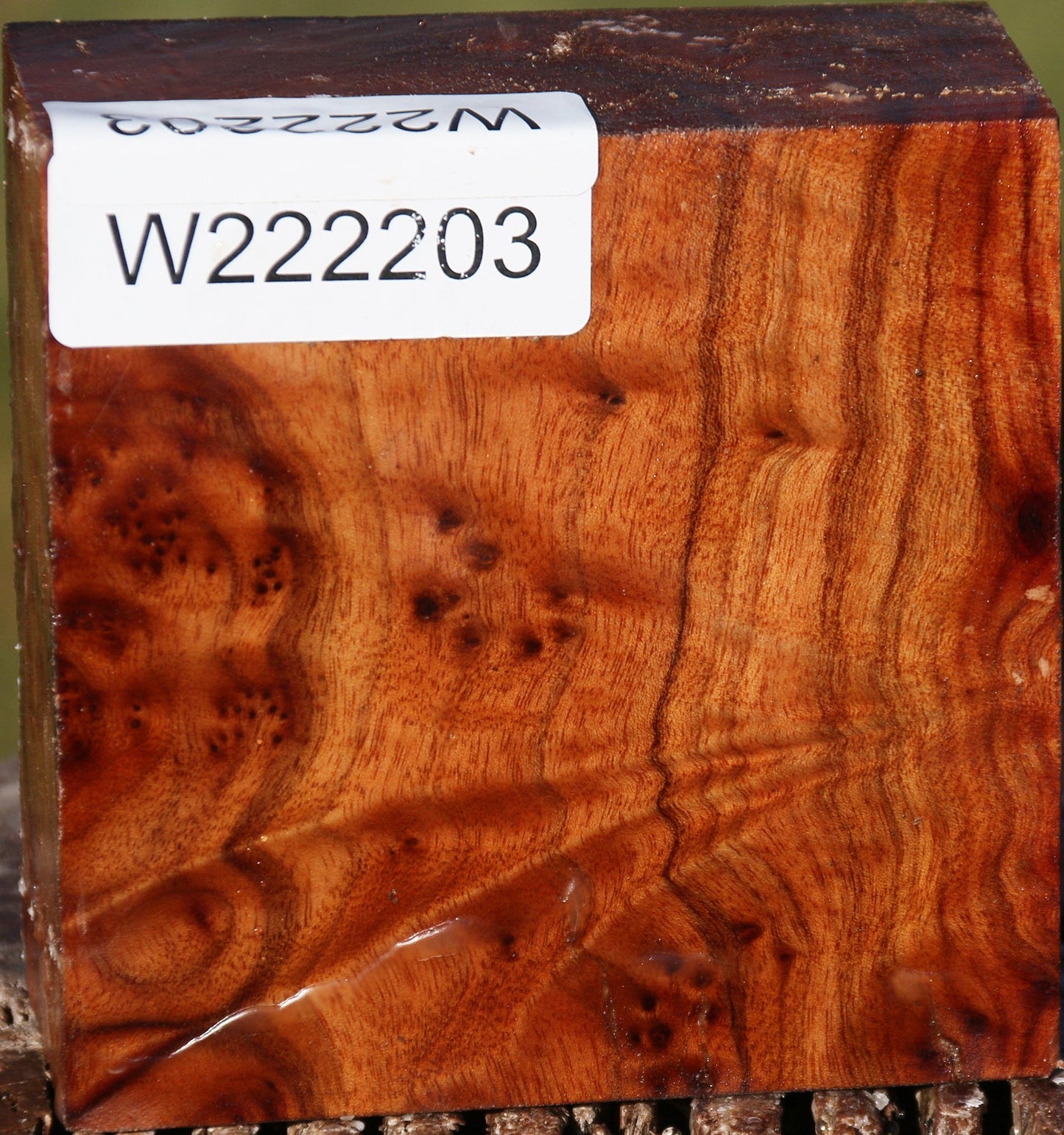 Camphor Burl Bowl Blank