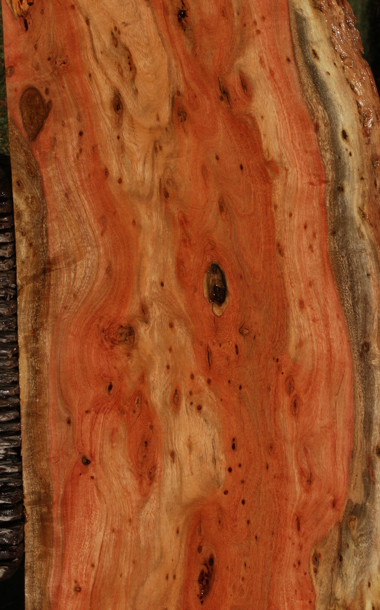 Extra Fancy Carob Live Edge Micro Lumber