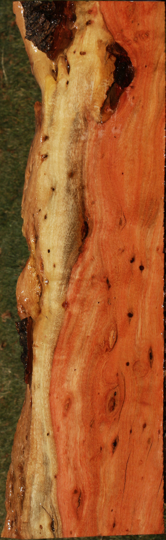 Extra Fancy Carob Live Edge Micro Lumber