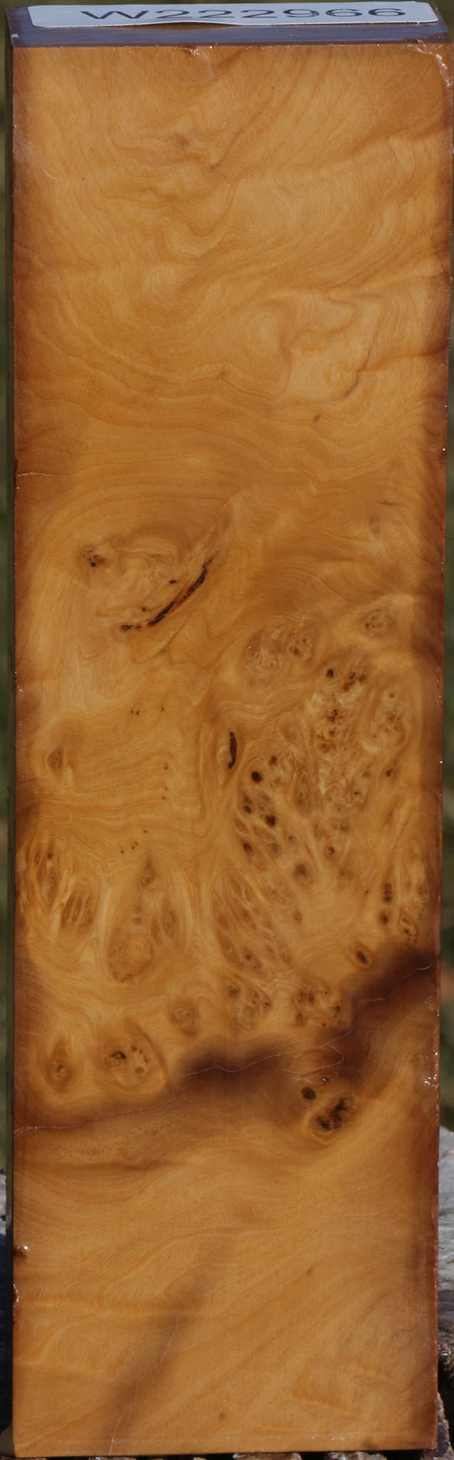 Hopea Stone Burl Turning Blank