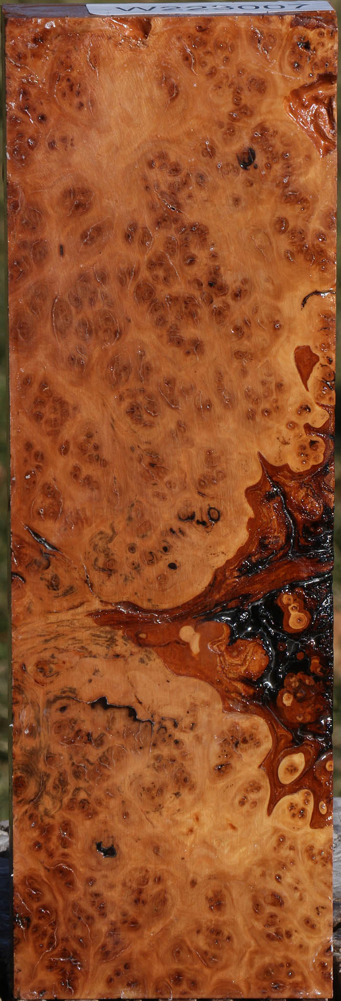 Extra Fancy Hopea Stone Burl Lumber