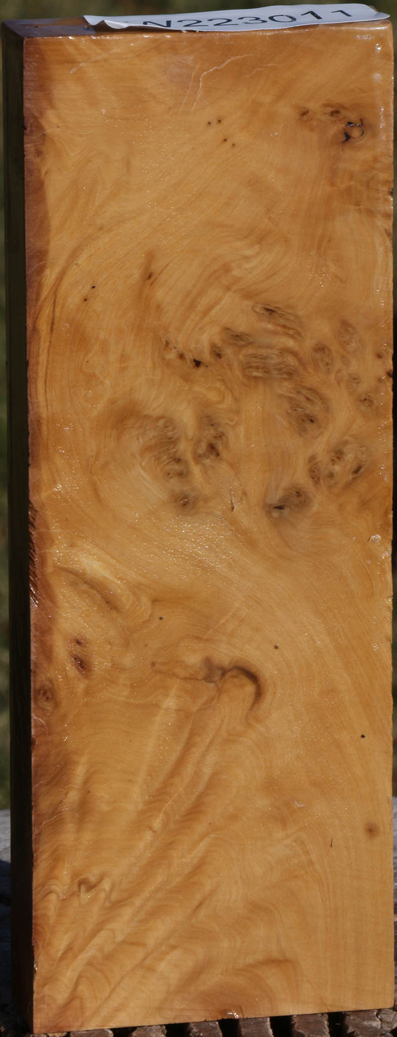 Hopea Stone Burl Lumber