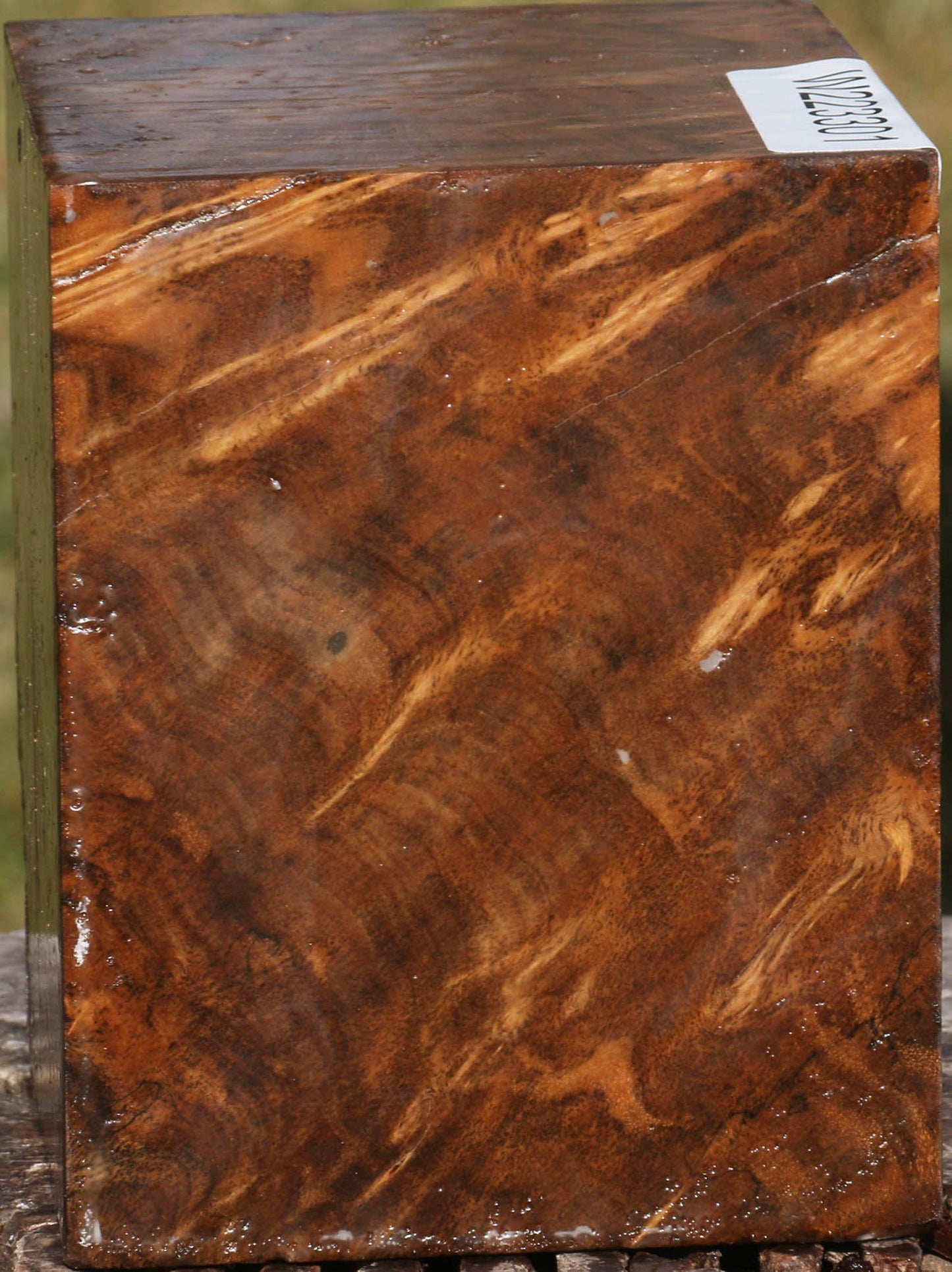 Almond Burl Bowl Blank