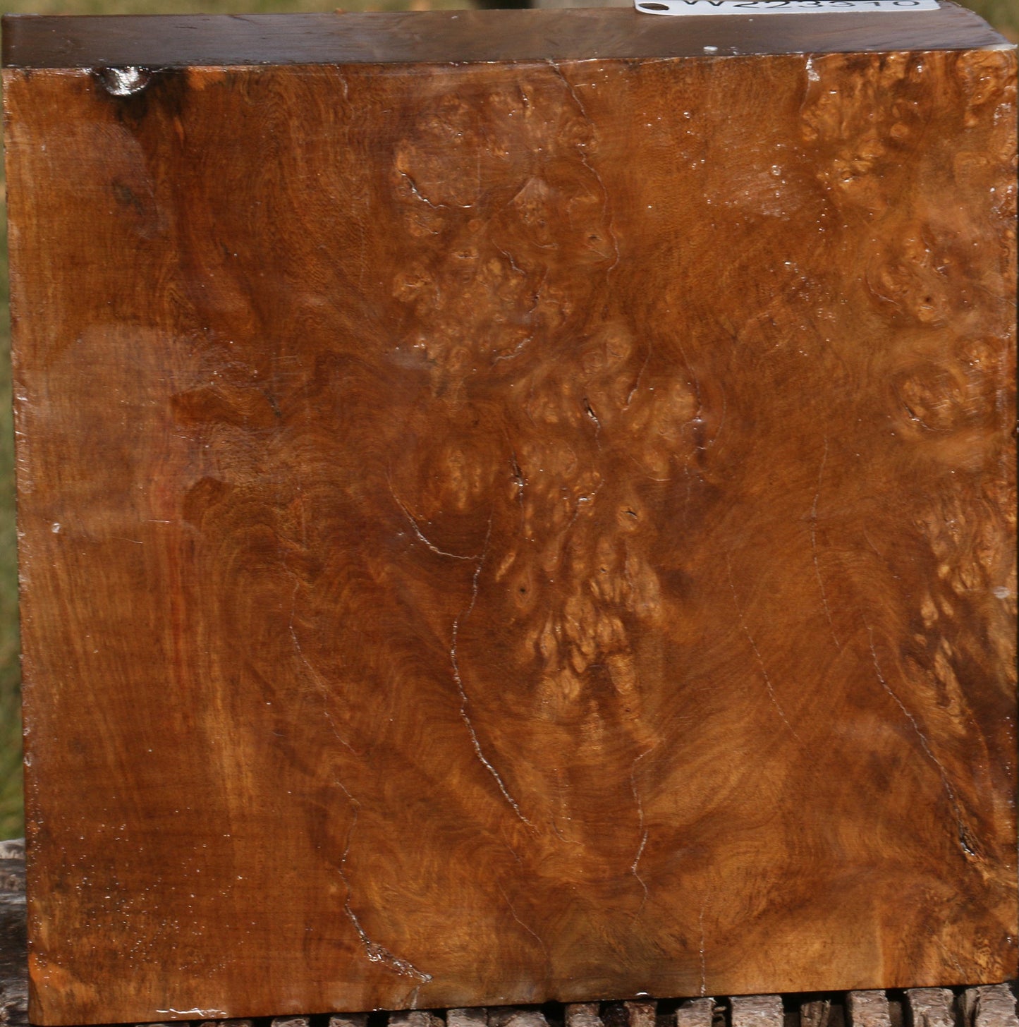 Almond Burl Bowl Blank