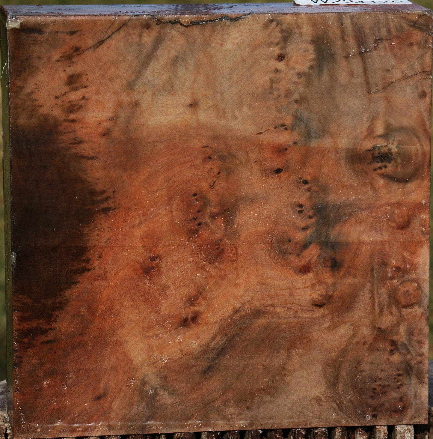 Madrone Burl Bowl Blank