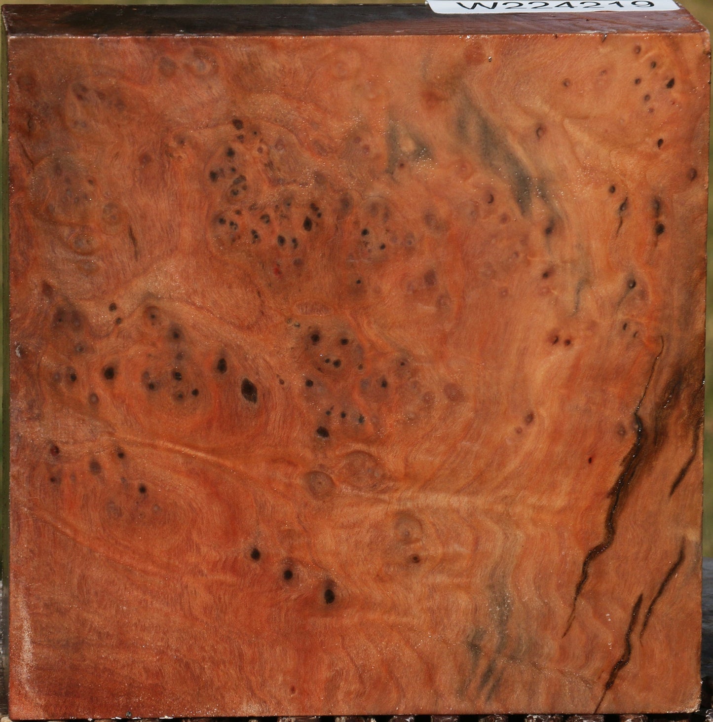 Madrone Burl Bowl Blank