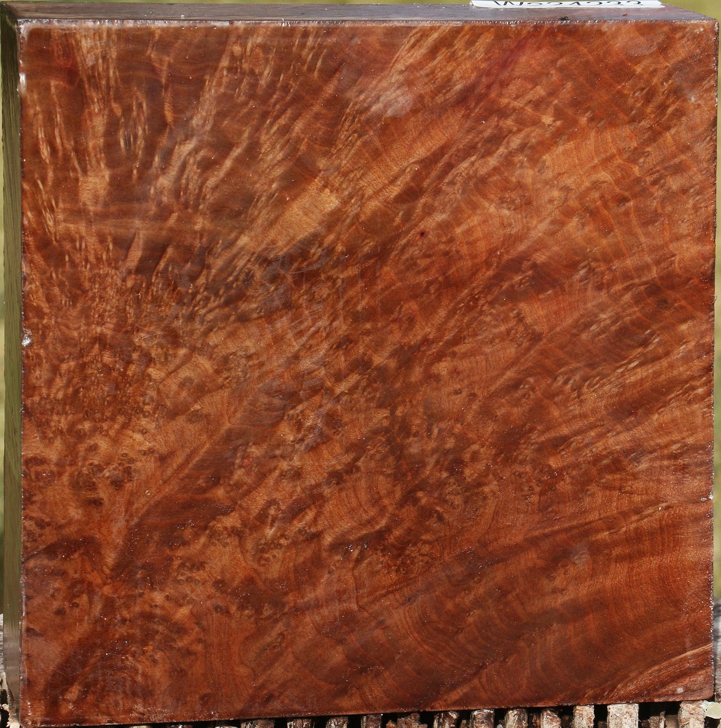 Extra Fancy Madrone Burl Bowl Blank