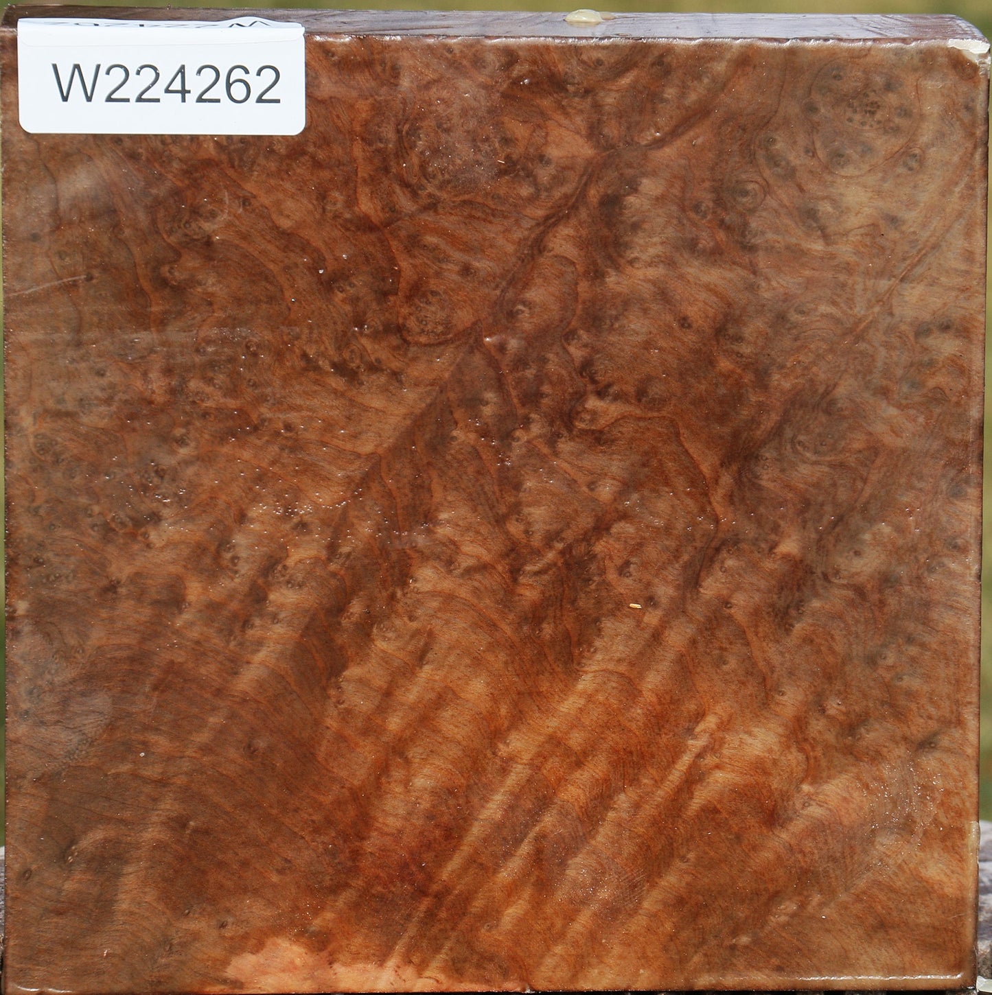 Madrone Burl Bowl Blank