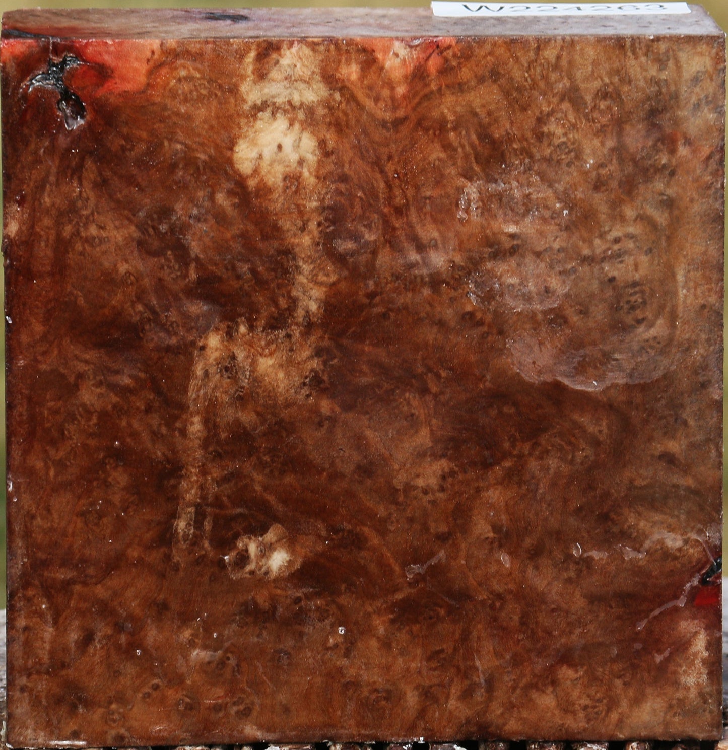 Extra Fancy Madrone Burl Bowl Blank