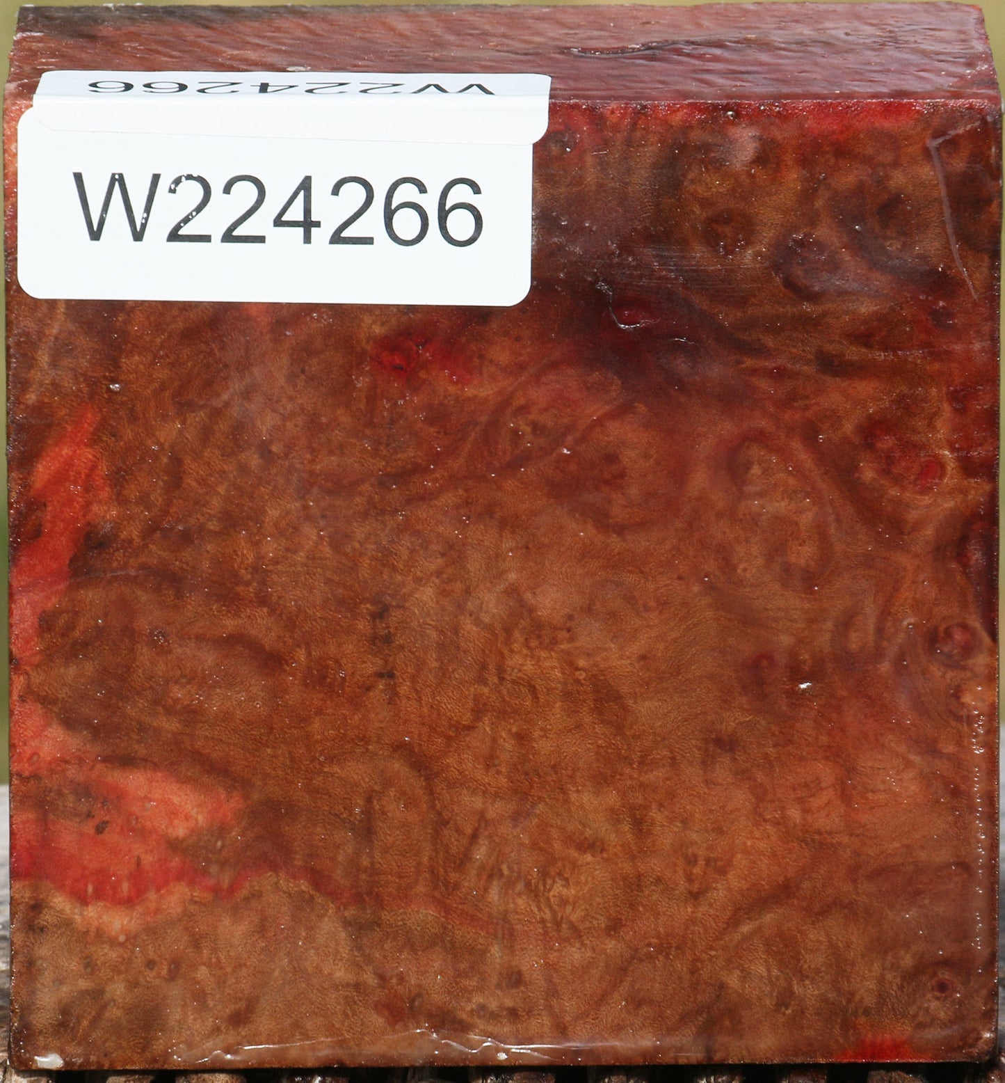 Extra Fancy Madrone Burl Bowl Blank