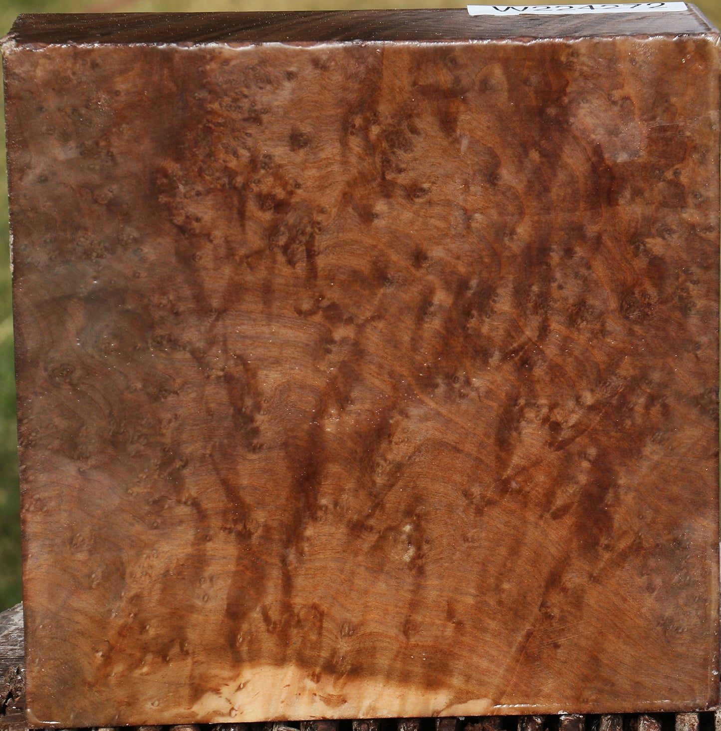 Extra Fancy Madrone Burl Bowl Blank