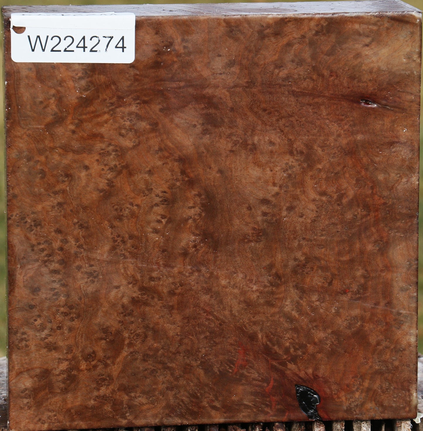 Extra Fancy Madrone Burl Bowl Blank