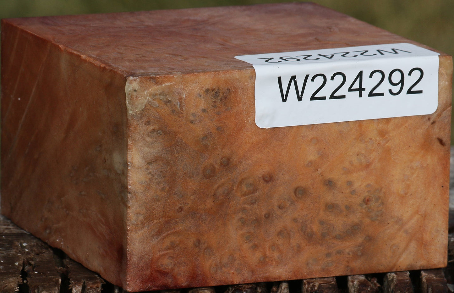 Extra Fancy Madrone Burl Bowl Blank