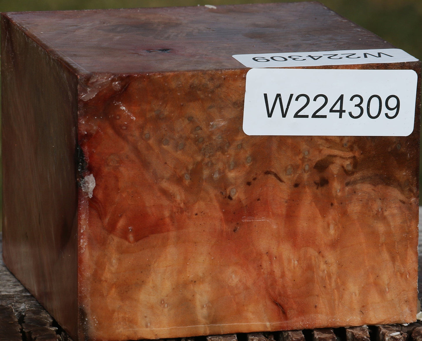 Madrone Burl Bowl Blank