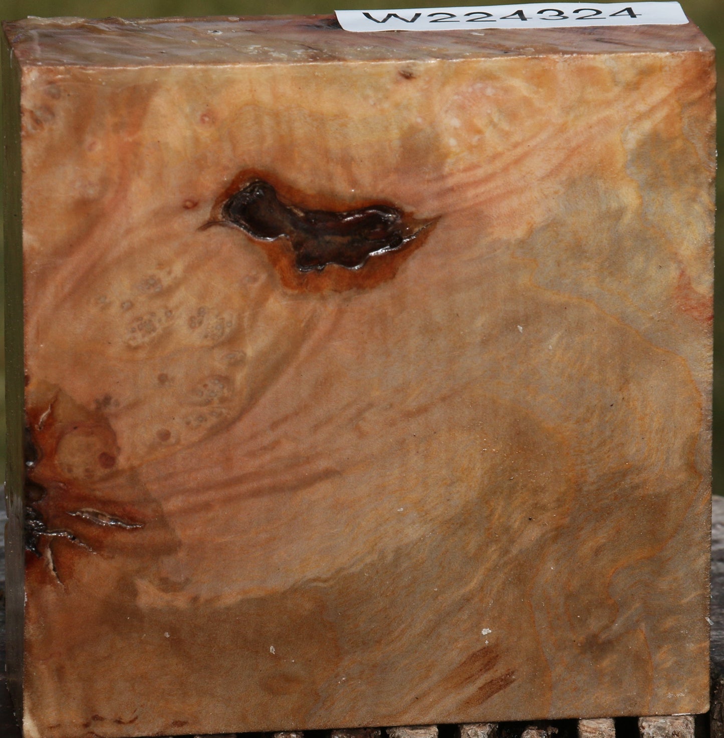 Madrone Burl Bowl Blank