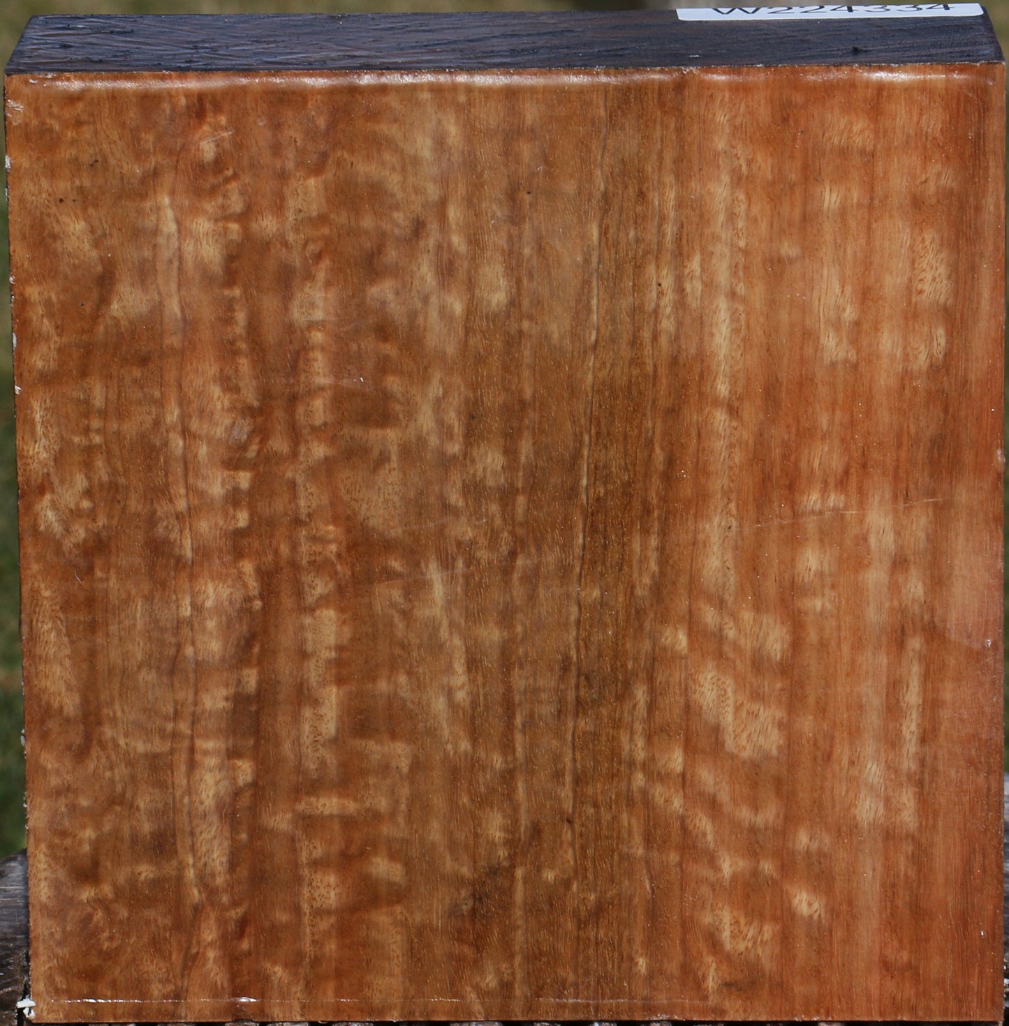 Extra Fancy Pomelle Eucalyptus Bowl Blank