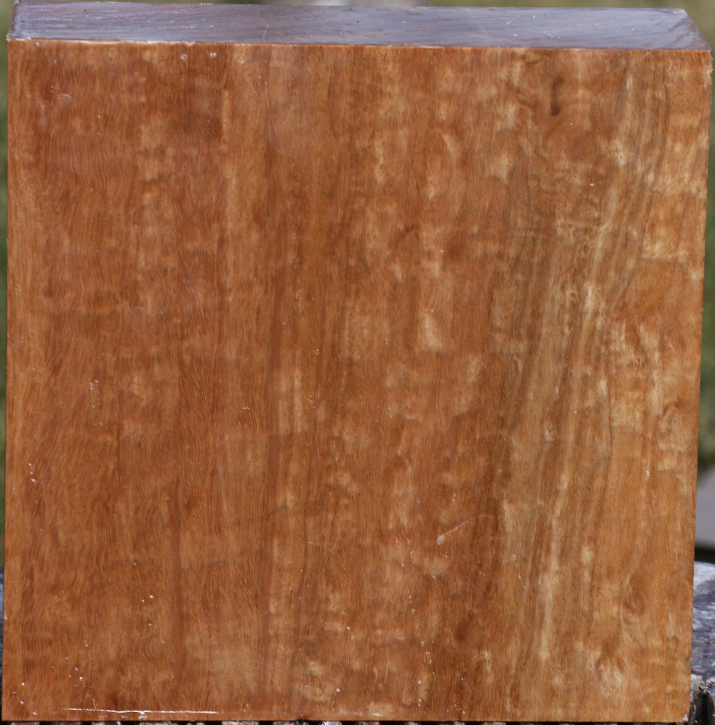 Figured Pomelle Eucalyptus Bowl Blank