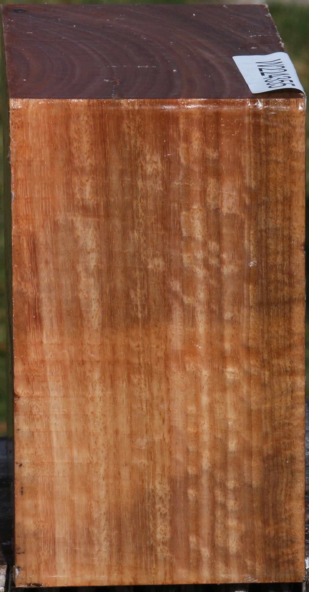 Pomelle Eucalyptus Bowl Blank