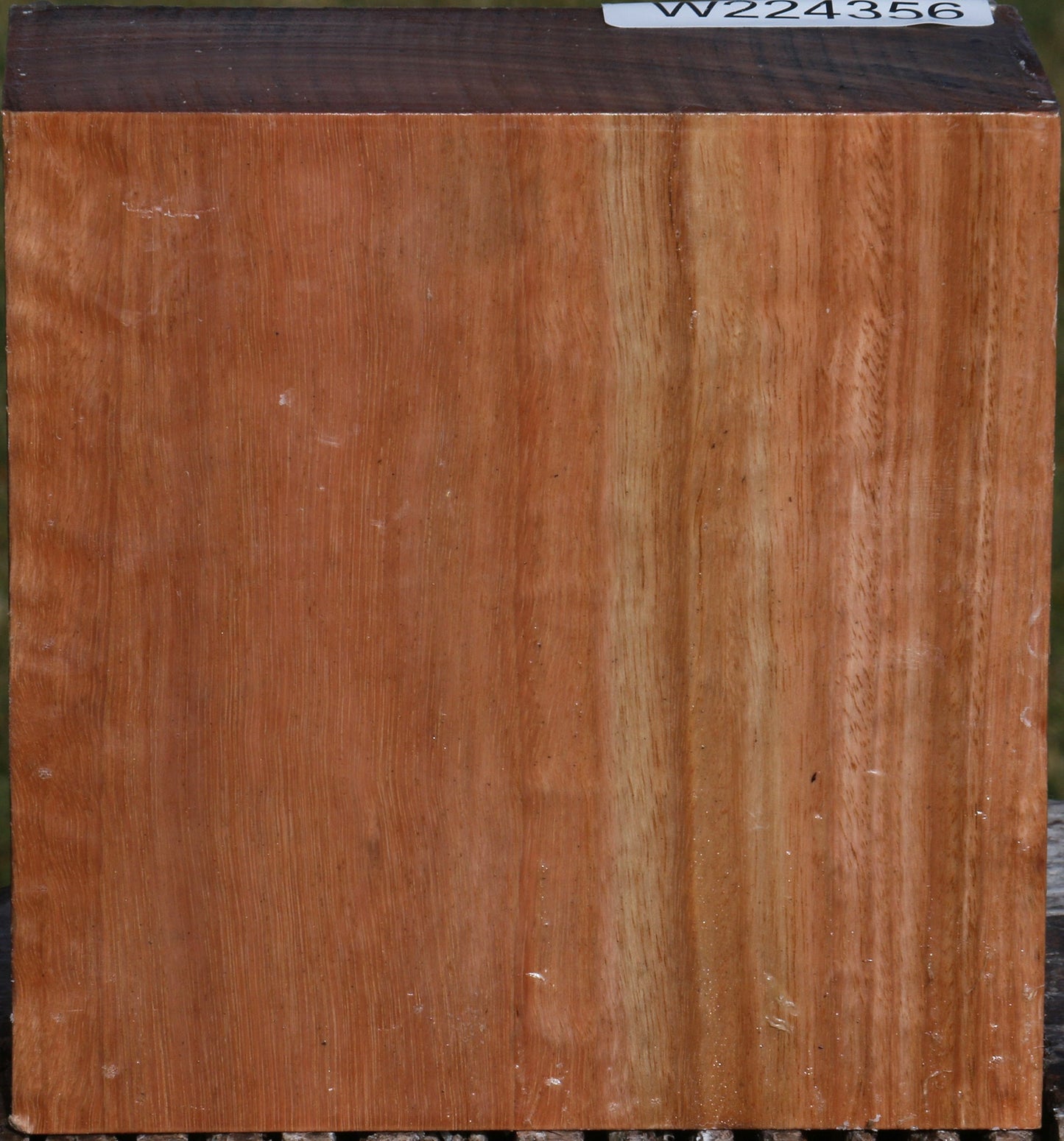 Pomelle Eucalyptus Bowl Blank