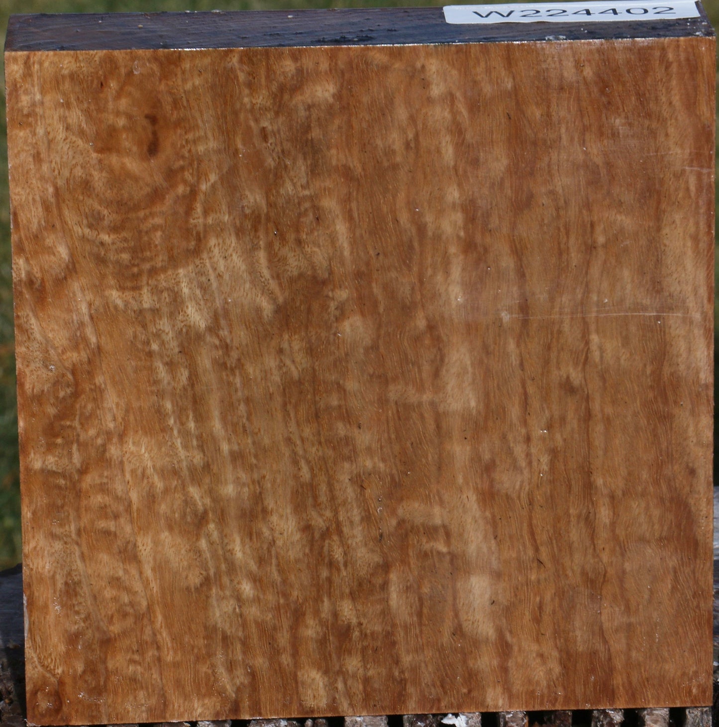 Extra Fancy Pomelle Eucalyptus Bowl Blank