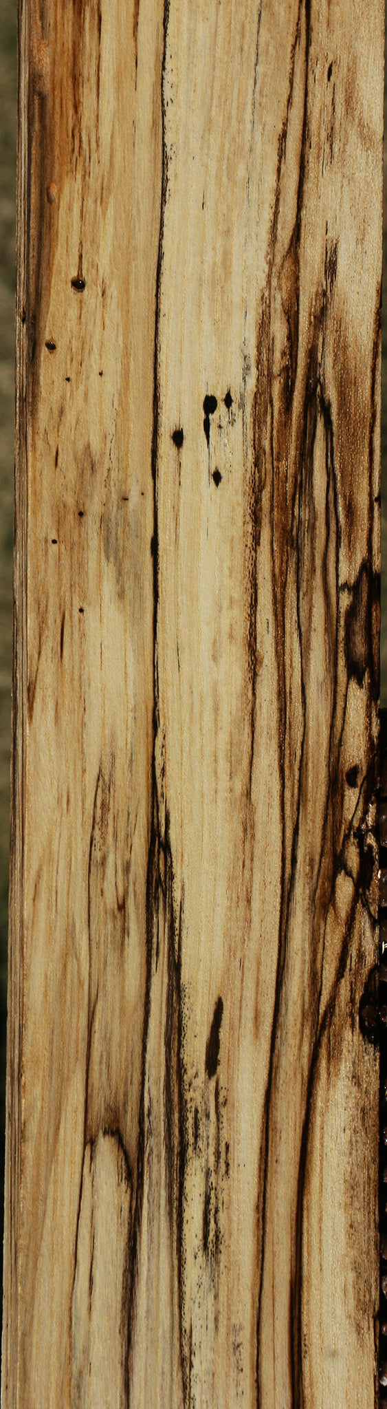 Extra Fancy Spalted Hackberry Lumber