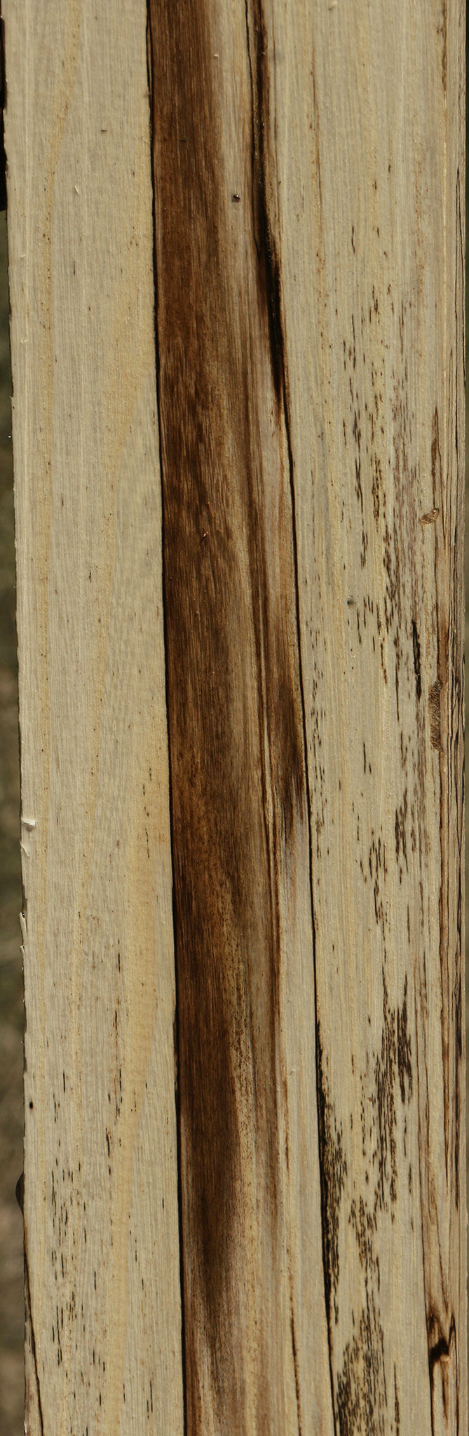 Figured Spalted Hackberry Lumber