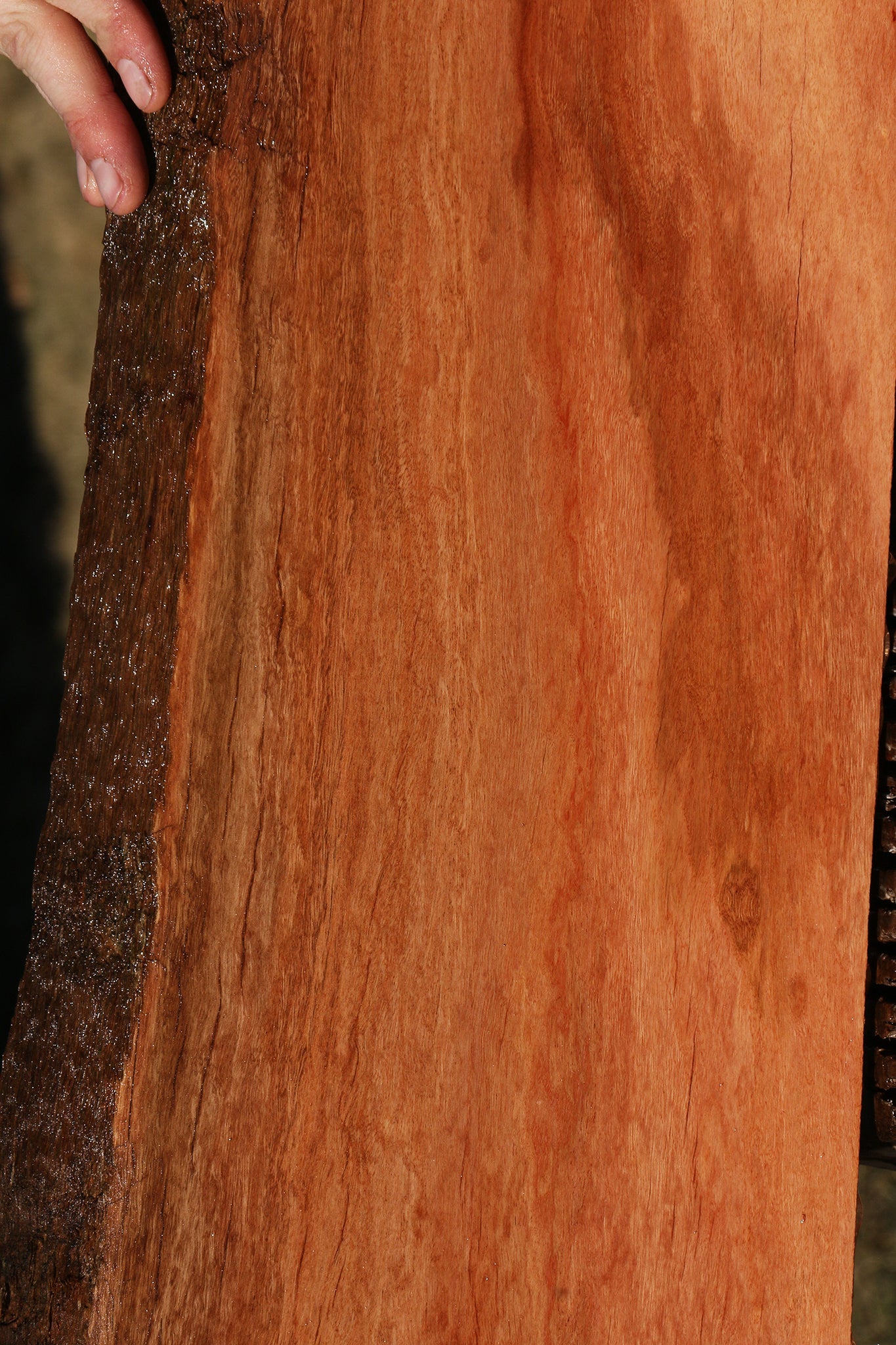 Extra Fancy Red Ironbark Live Edge Lumber