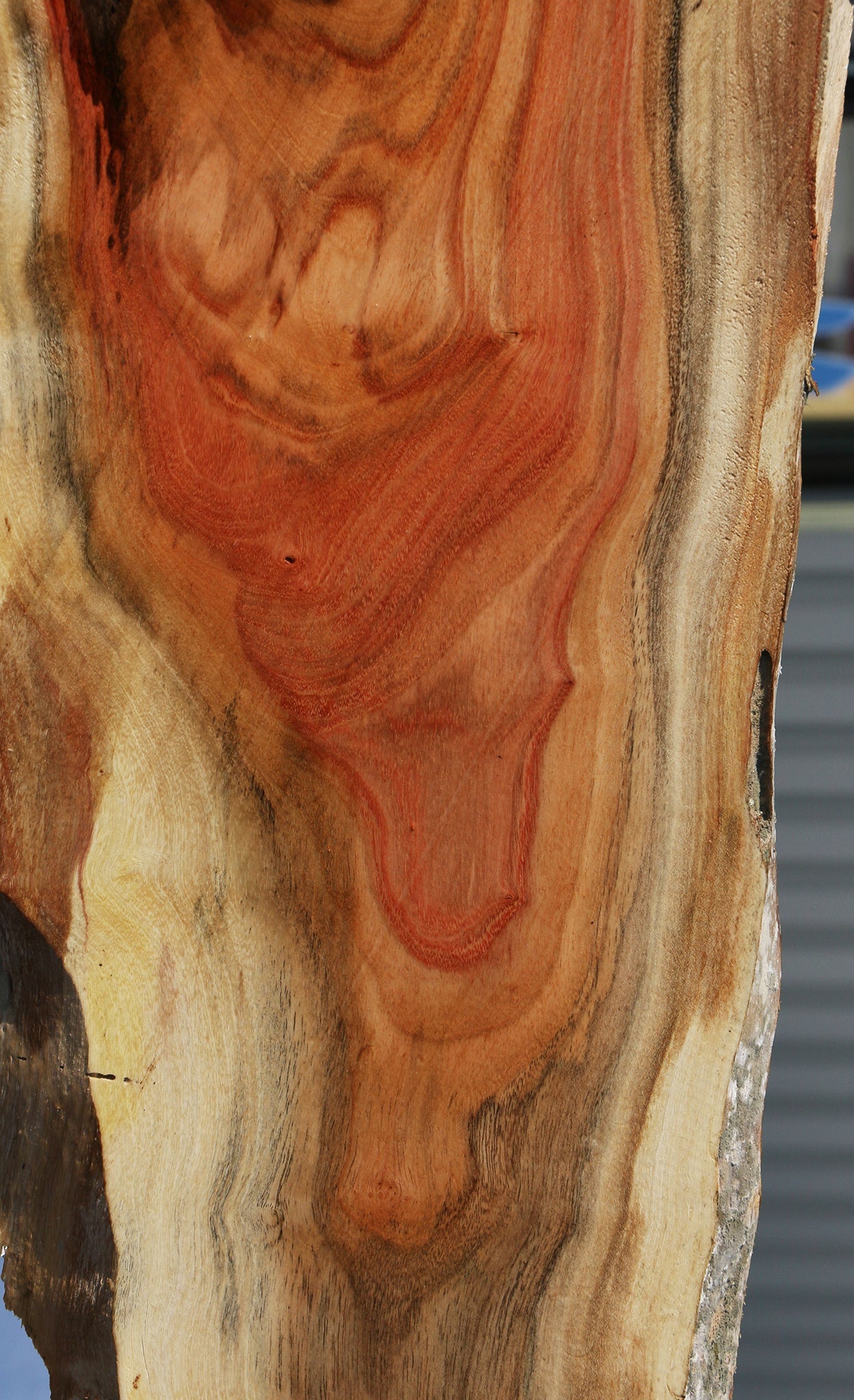 Carob Live Edge Lumber