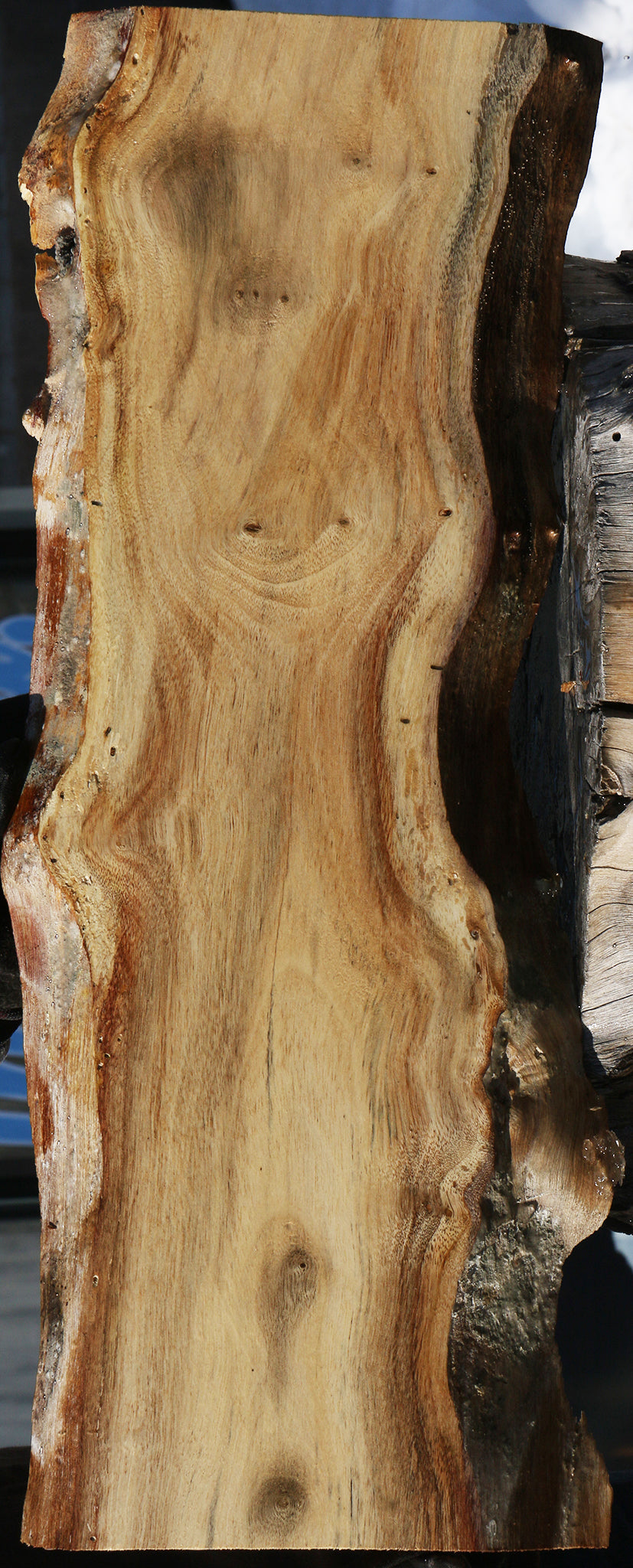 Carob Live Edge Lumber